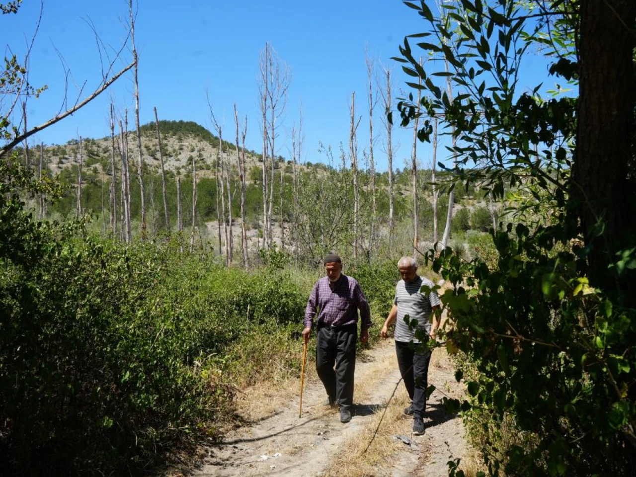 32 Senede Binlerce Fidan Dikti