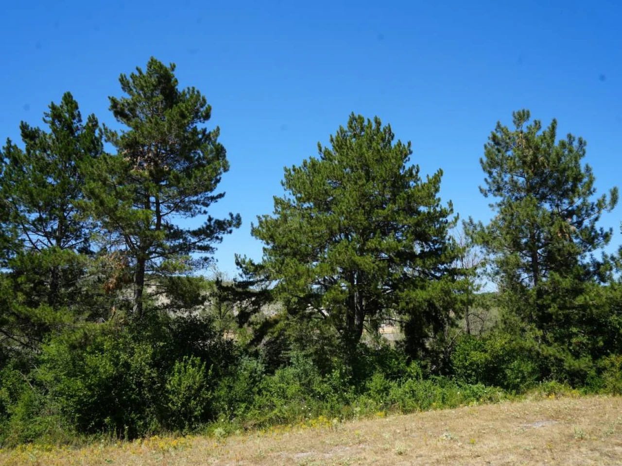 32 Senede Binlerce Fidan Dikti