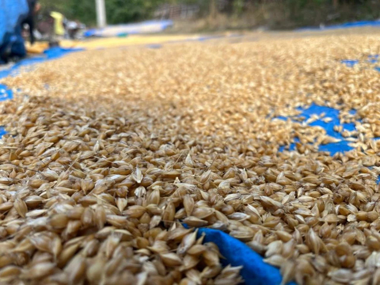 Atalarının İzinden Gidiyorlar