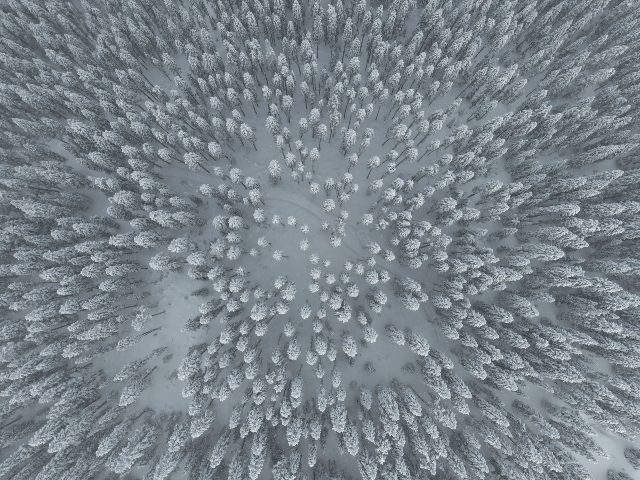 Karlı Ormanlar Dron İle Görüntülendi