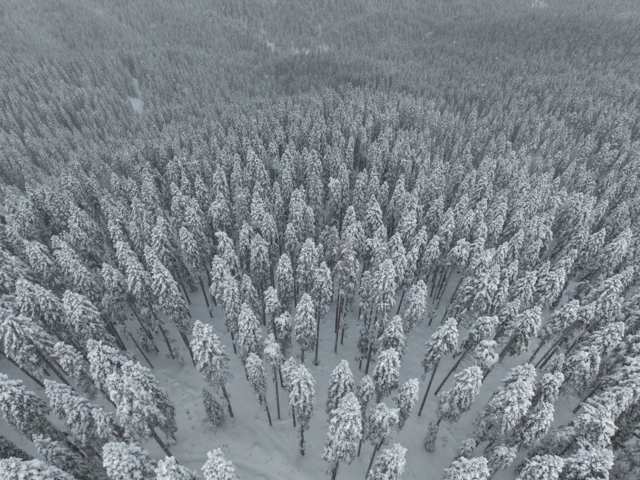 Karlı Ormanlar Dron İle Görüntülendi