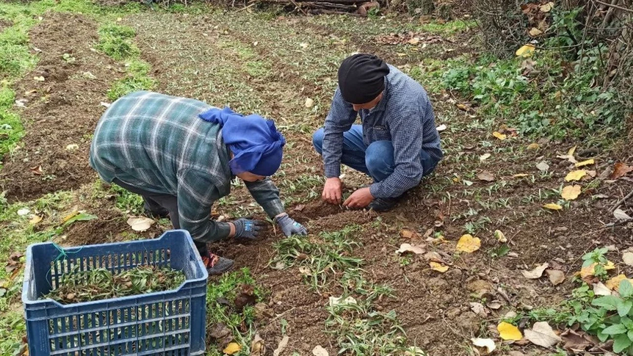 Devrek'te Salep Fidelerinin Dikimine Başlandı