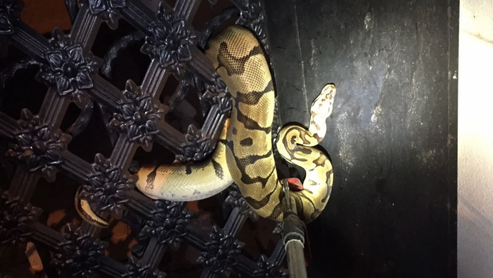 1,5 metrelik yılan şoke etti!