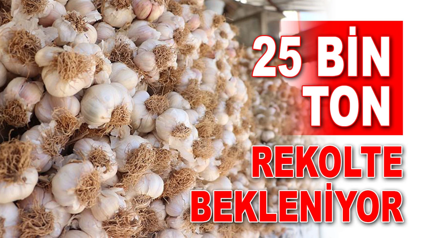 25 Bin Ton Rekolte Bekleniyor