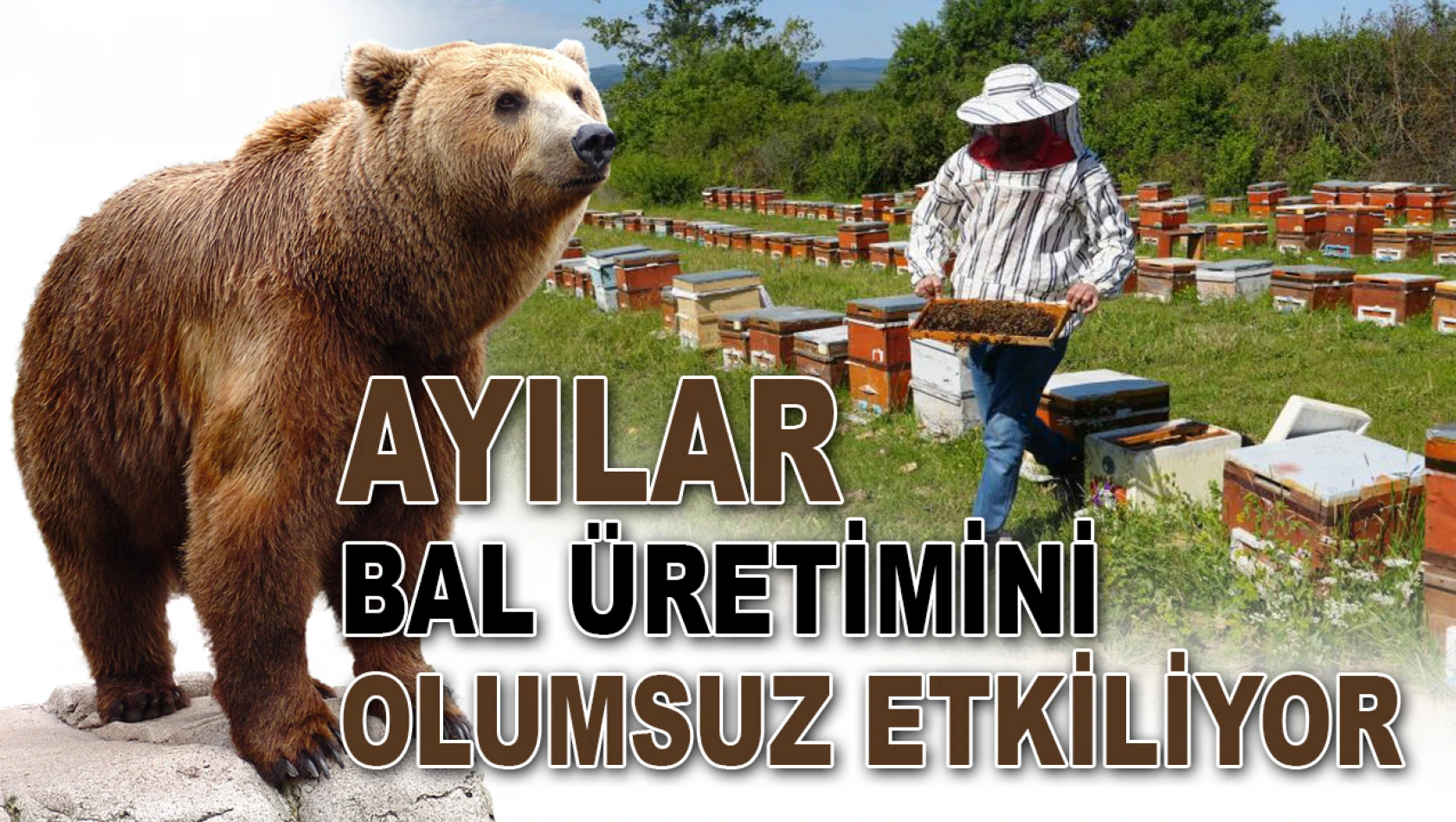 Ayılar Bal Üretimini Olumsuz Etkiliyor