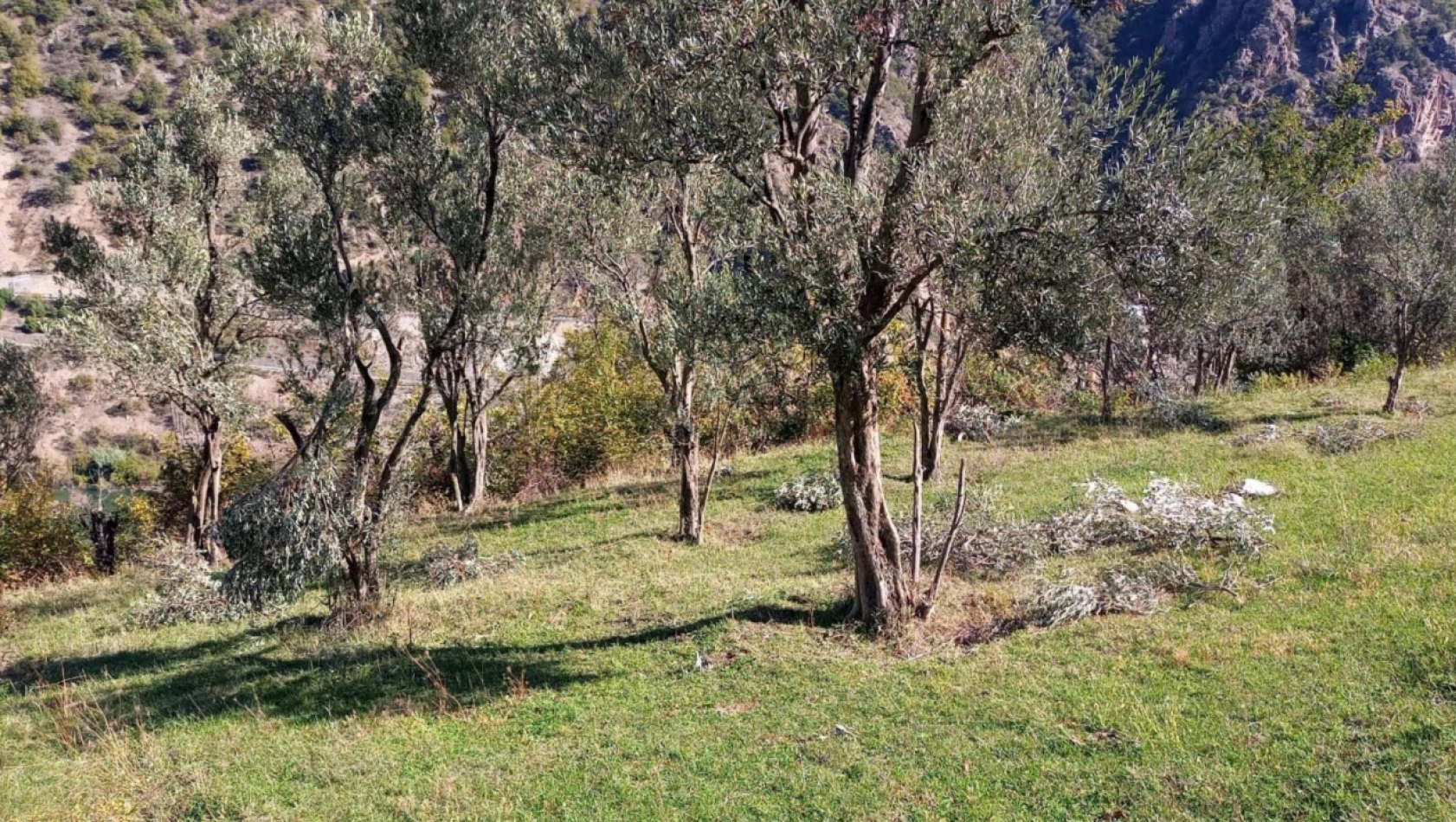 Ayılar bu kez zeytin ağaçlarına dadandı