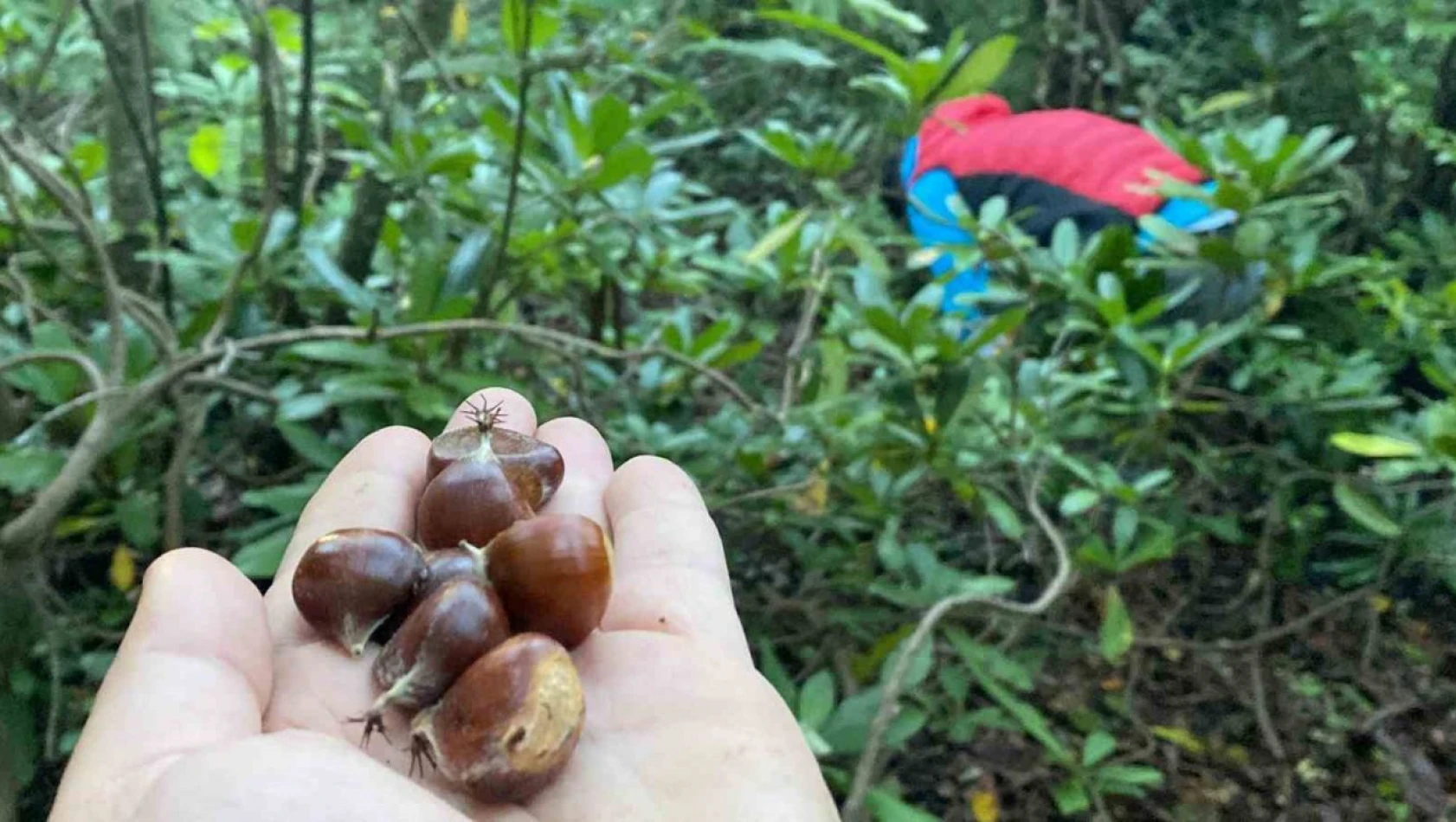 Bartın'da Kestane Hasadı Başladı