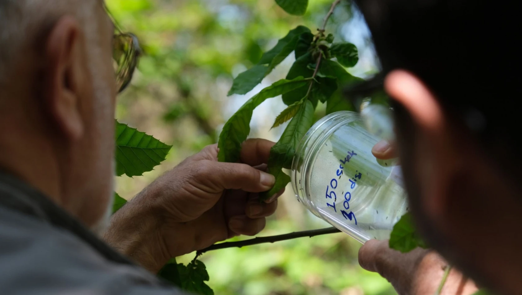Bozkurt'ta Kestane Ormanlarına 'Torymus Sinensis' Böceği Salındı