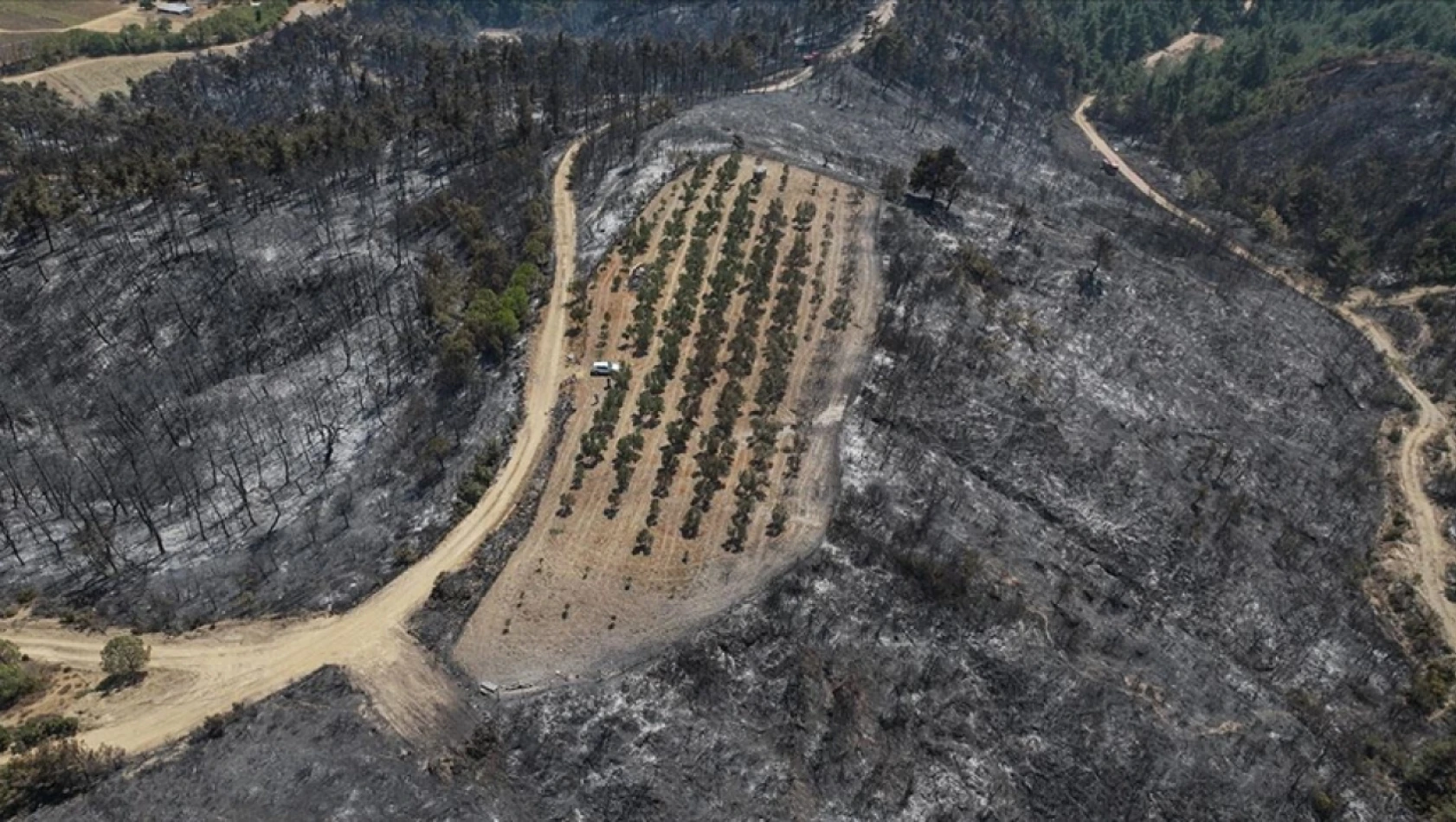 Çanakkale'deki Orman Yangını 150 Ağaç Bulunan Zeytinliği Teğet Geçti