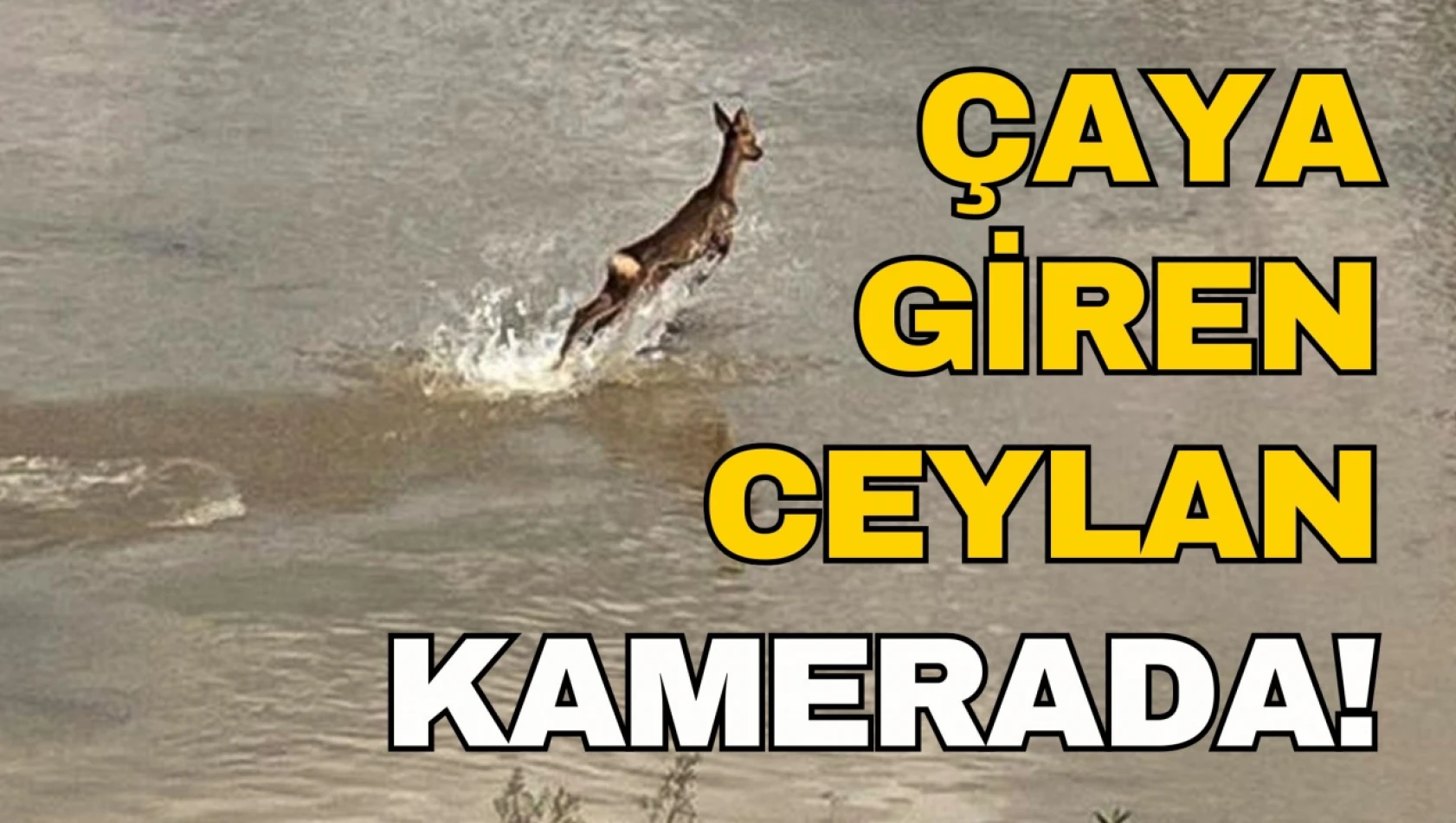 Çaya Giren Yavru Ceylan Kamerada!