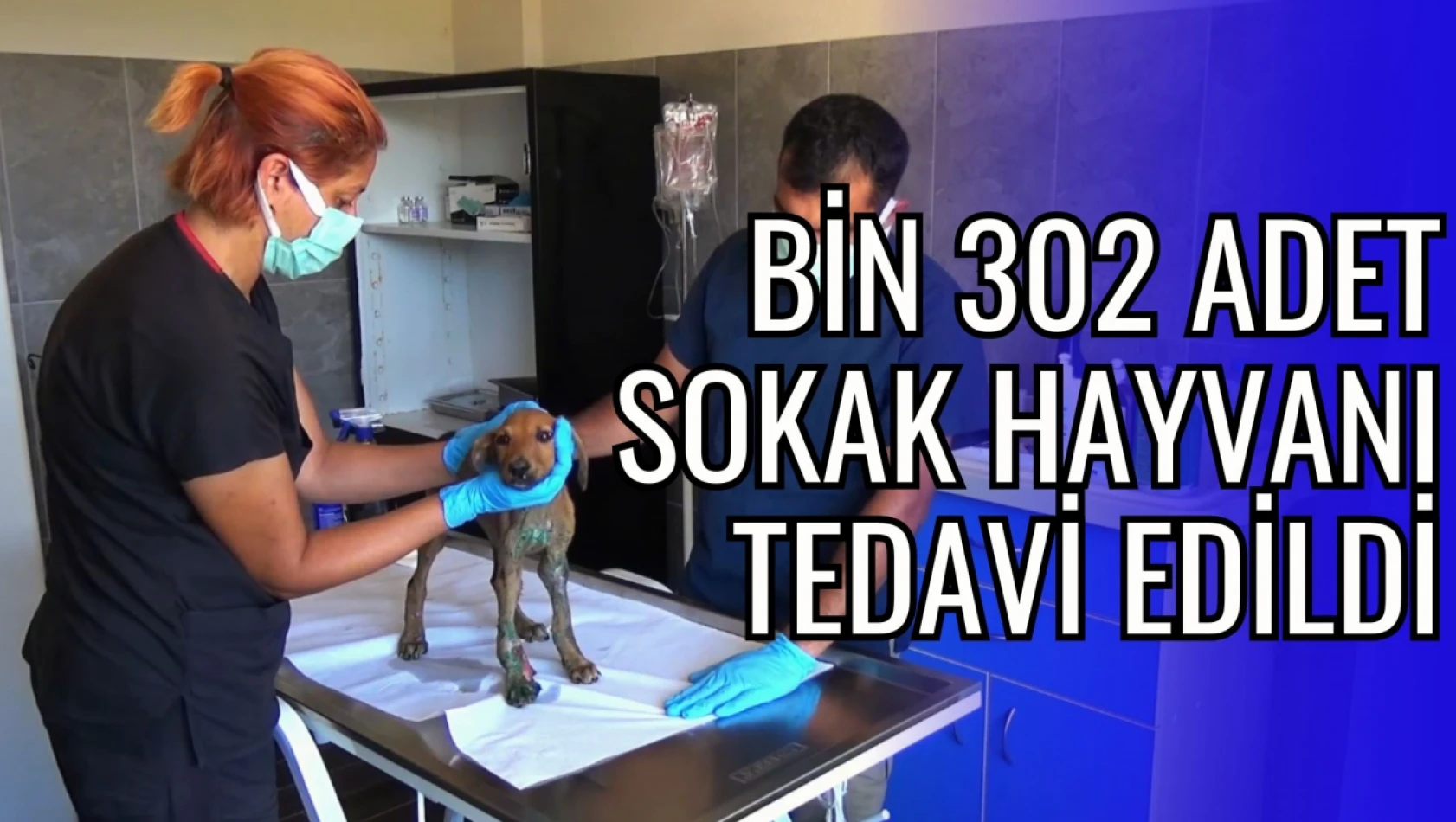 Cide'de Bin 302 Adet Sokak Hayvanı Tedavi Edildi