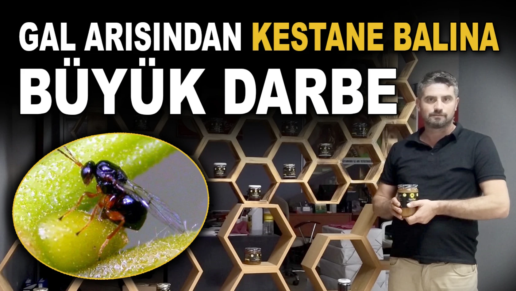 Gal Arısından Kestane Balına Büyük Darbe