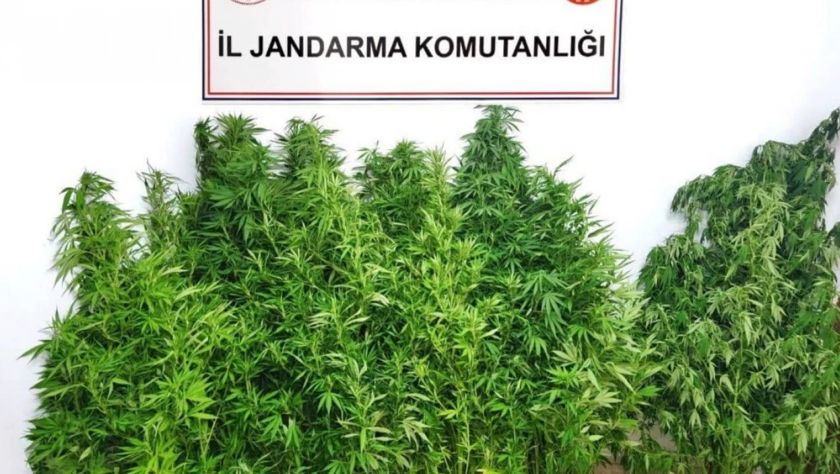 Jandarmadan Kenevir Operasyonu