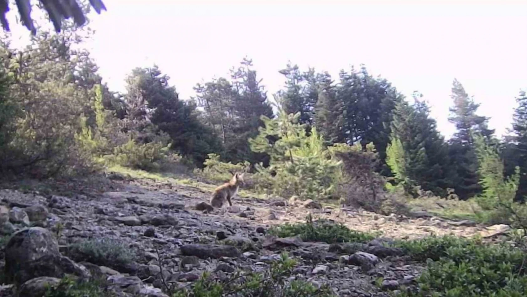 Karabük'te Yaban Hayvanlar Fotokapana Yakalandı