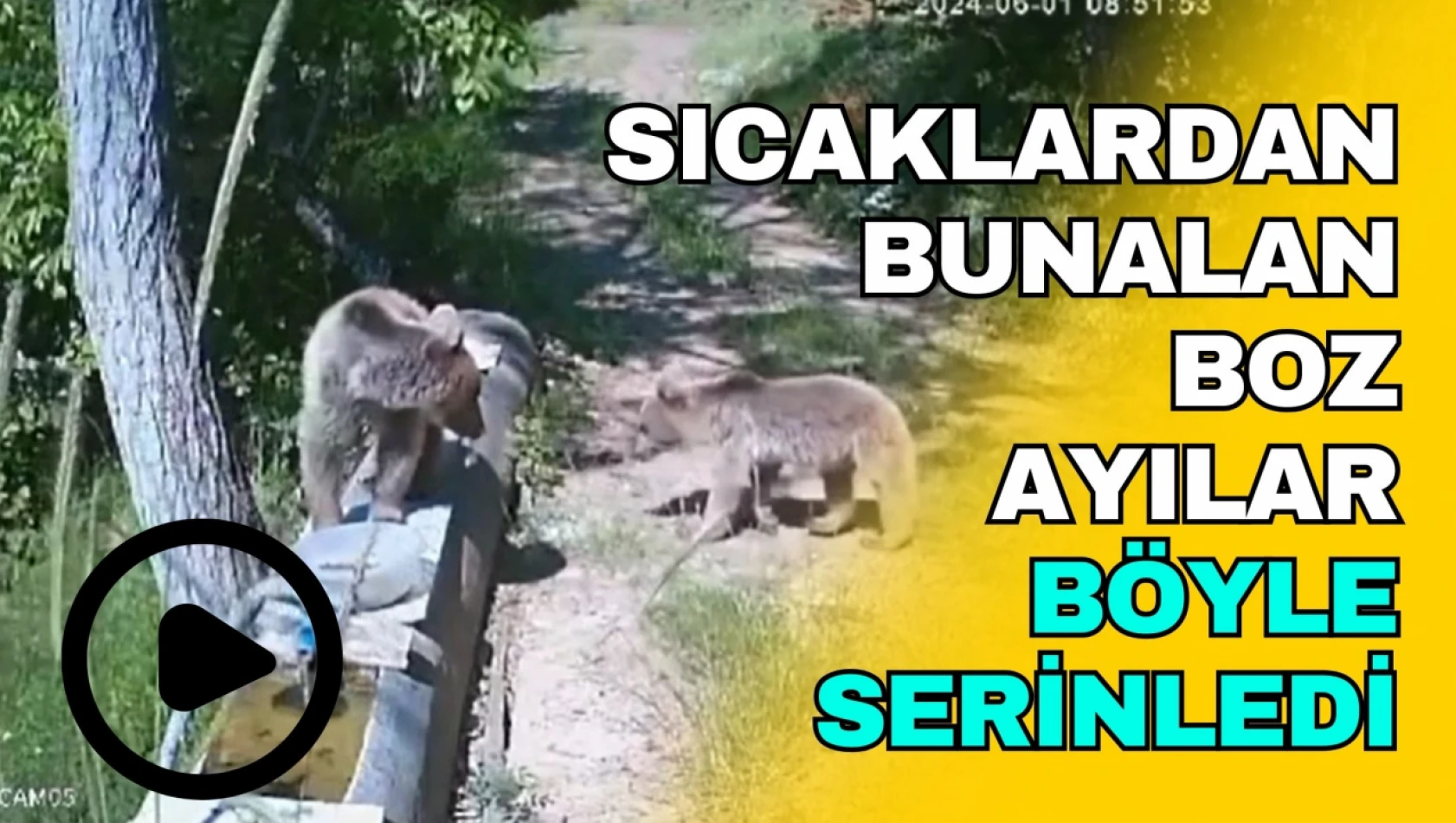 Sıcaktan Bunalan Boz Ayılar Böyle Görüntülendi