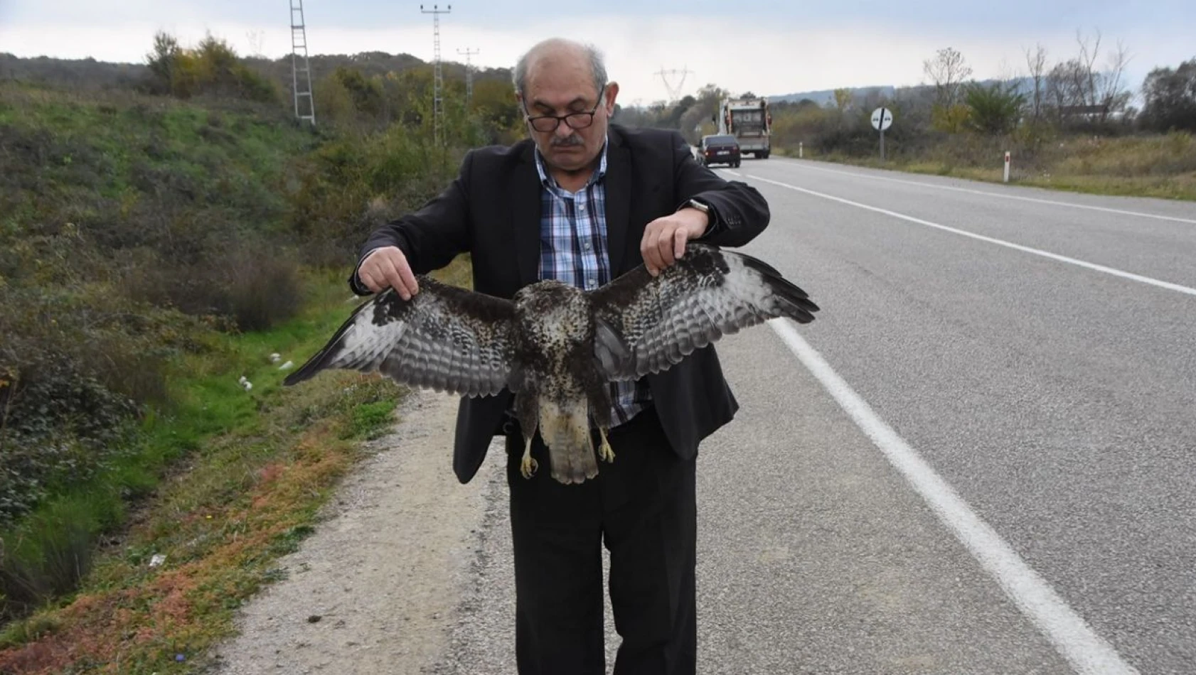 Sinop'ta Otomobile Çarpan Atmaca Telef Oldu