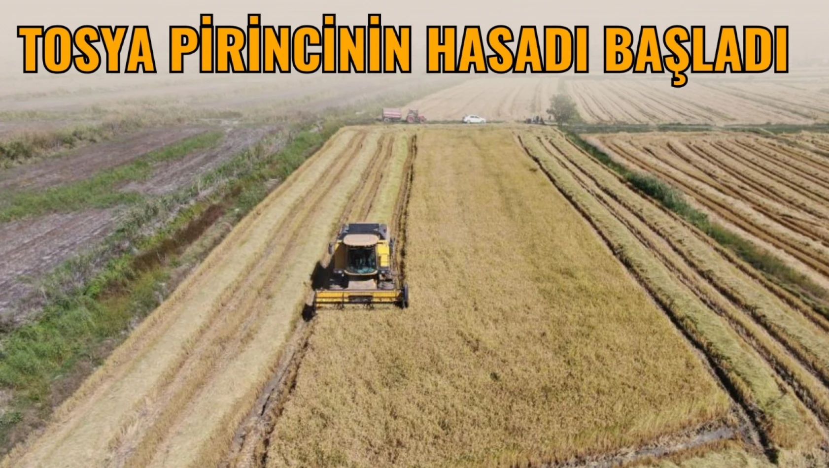 Tosya Pirincinin Hasadı Başladı