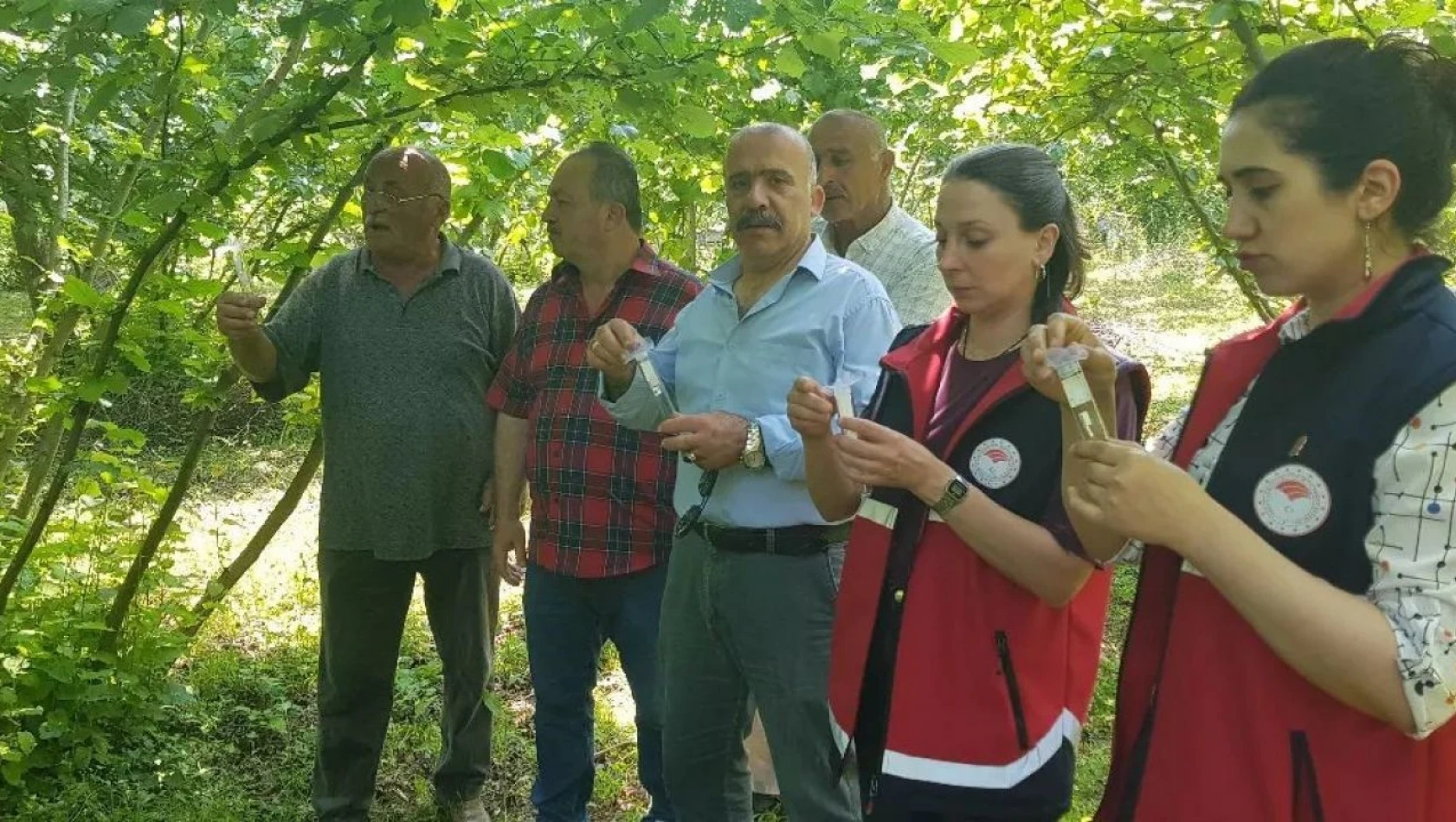 Samuray Arısı Doğaya Salındı