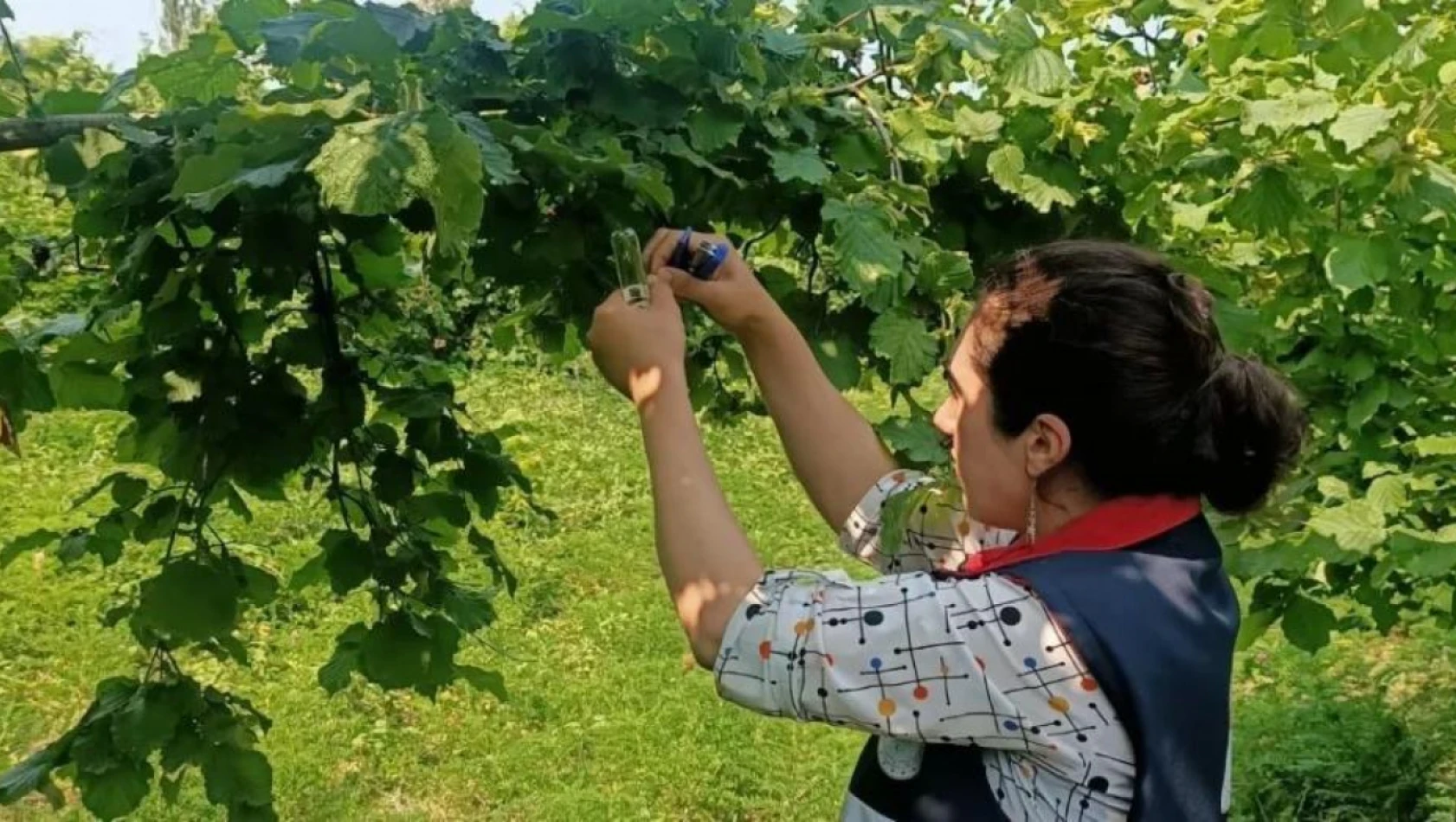 Türkeli'de Samuray Arısı Doğaya Salındı