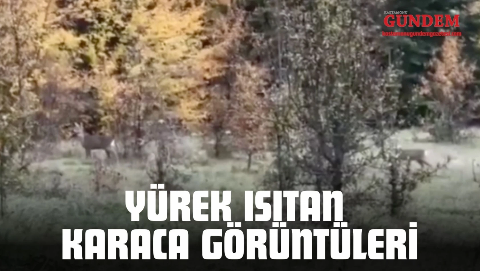 Yürek Isıtan Karaca Görüntüleri