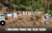 1 Milyona Yakın Arı Telef Oldu!