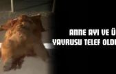 Anne Ayı Ve Üç Yavrusu Telef Oldu