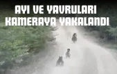 Ayı Ve Yavruları Kameraya Yakalandı