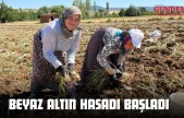 Beyaz Altın Hasadı Başladı