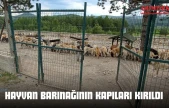 Hayvan Barınağının Kapıları Kırıldı