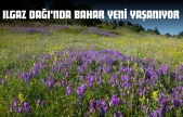 Ilgaz Dağı'nda Bahar Yeni Yaşanıyor