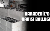 Karadeniz'de Hamsi Bolluğu