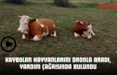 Kaybolan Hayvanlarını Dronla Aradı, Yardım Çağrısında Bulundu