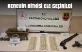 Kenevir Bitkisi Ele Geçirildi