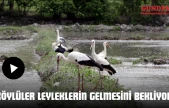Köylüler Leyleklerin Gelmesini Bekliyor