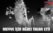 Meyve İçin Ağacı Talan Etti