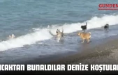 Sıcaktan Bunaldılar Denize Koştular