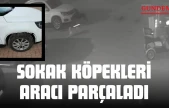 Sokak Köpekleri Park Halindeki Aracı Parçaladı