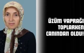 Üzüm Yaprağı Toplarken Canından Oldu!
