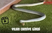 Yılan Camiye Girdi