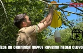 Yüzde 80 Oranında Meyve Kaybına Neden Oluyor!