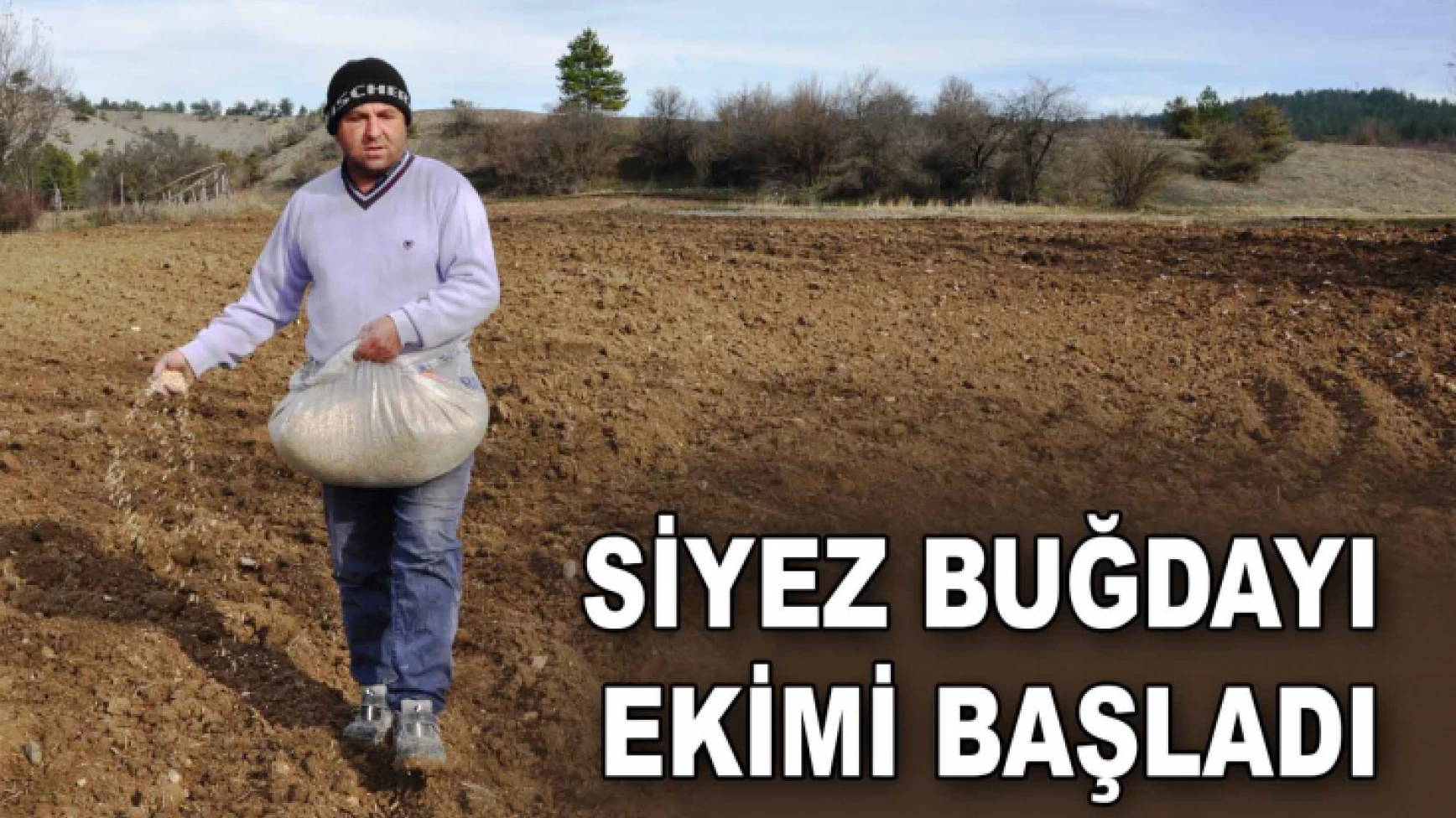 Siyez Buğdayı Ekimine Başlandı