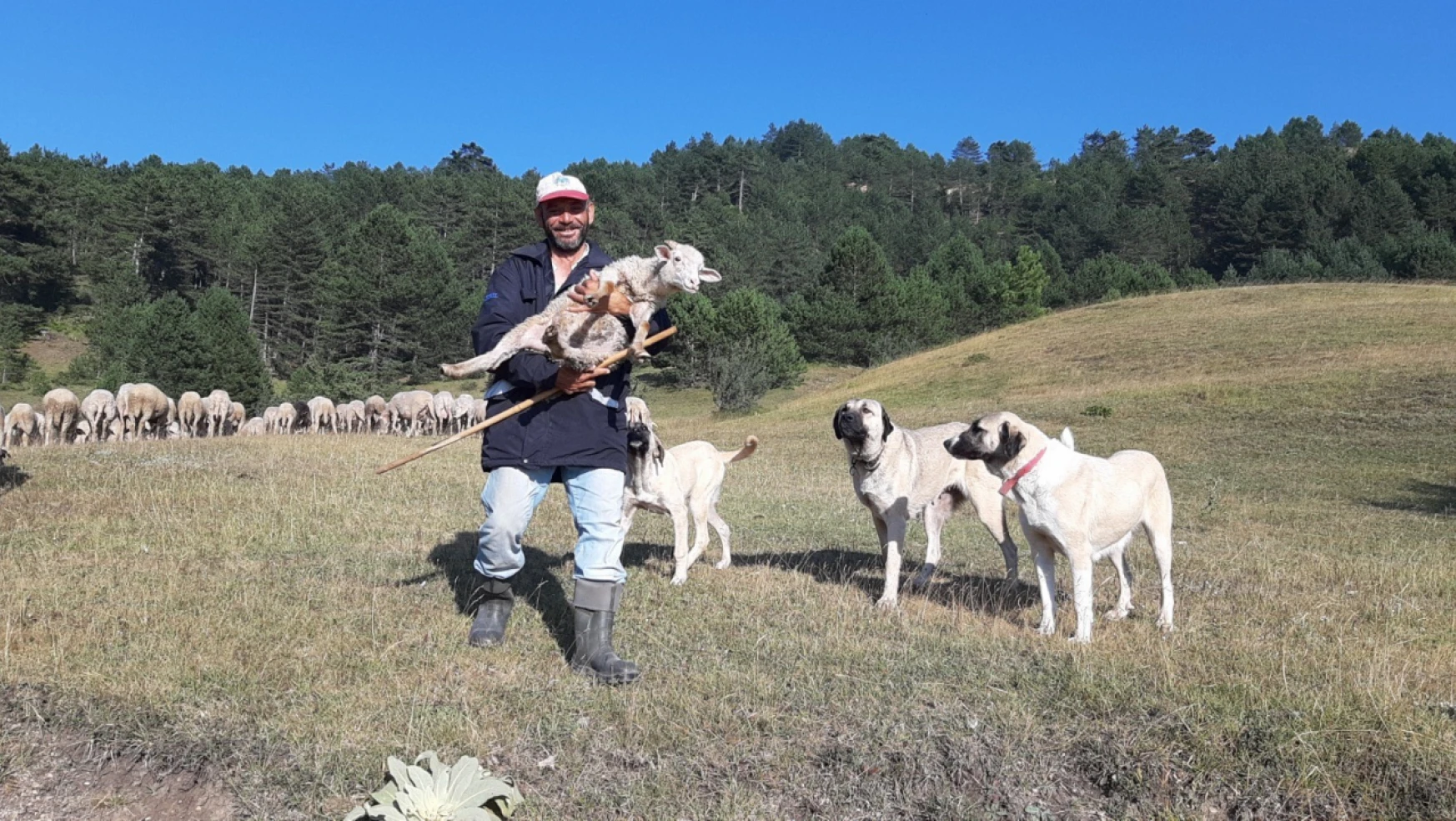 Bartın'dan Bolu'ya çobanlık için geldi