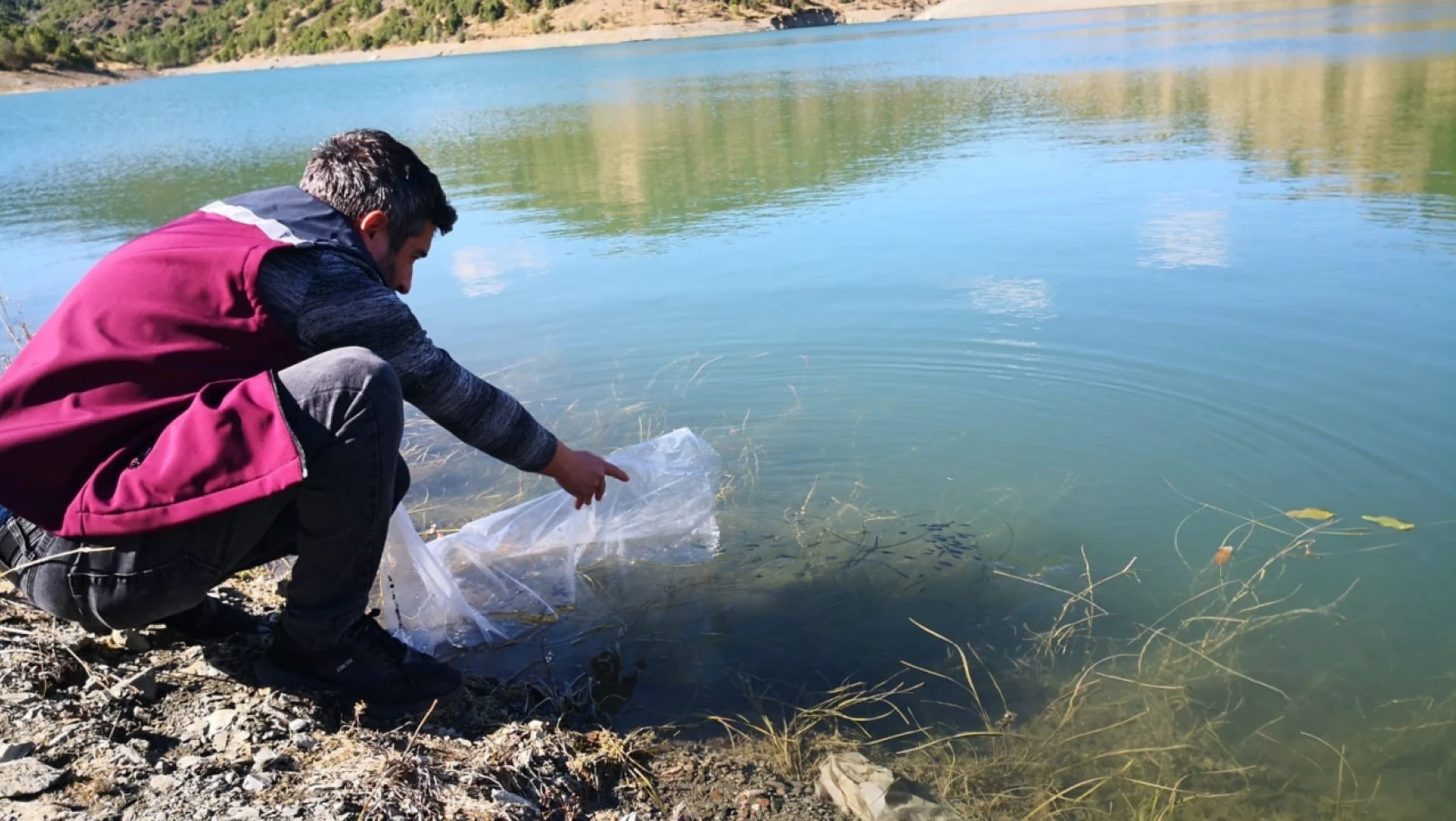 Çankırı'daki göletlere 562 bin yavru sazan balığı bırakıldı