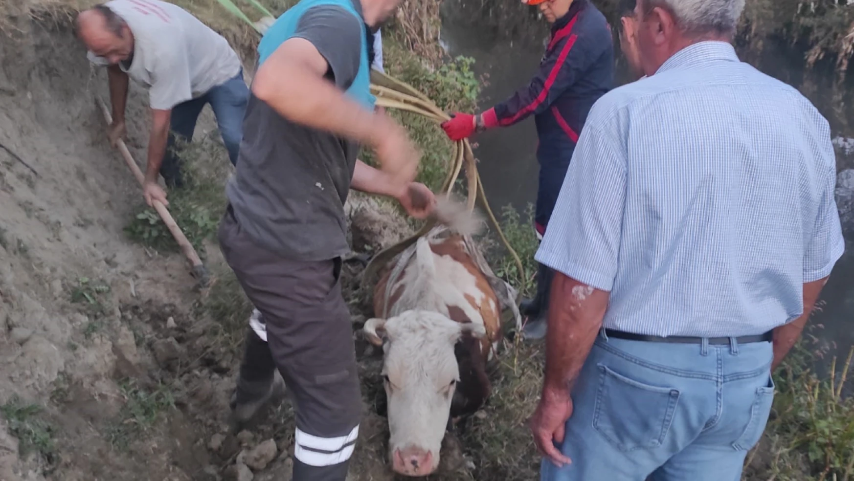 Derede mahsur kalan inek, vinç yardımıyla kurtarıldı