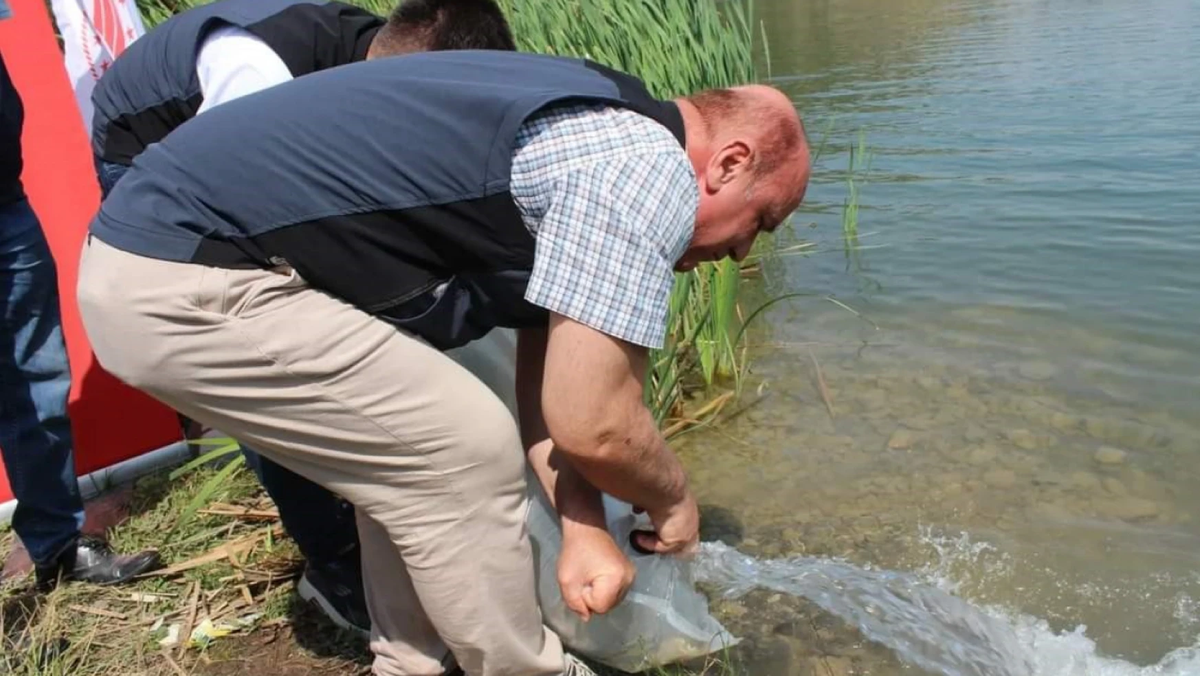 Karabük'te göl ve göletlere 30 bin yavru sazan balığı bırakıldı