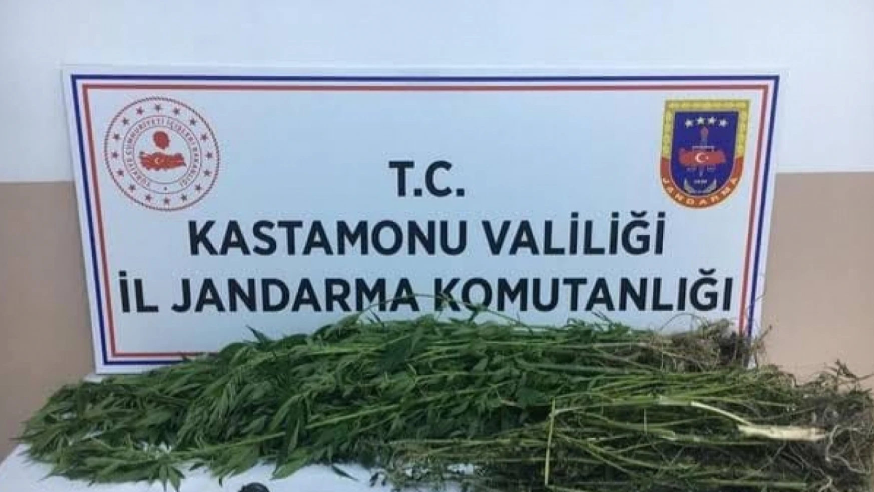 Kastamonu'da 28 kök kenevir bitkisi ele geçirildi