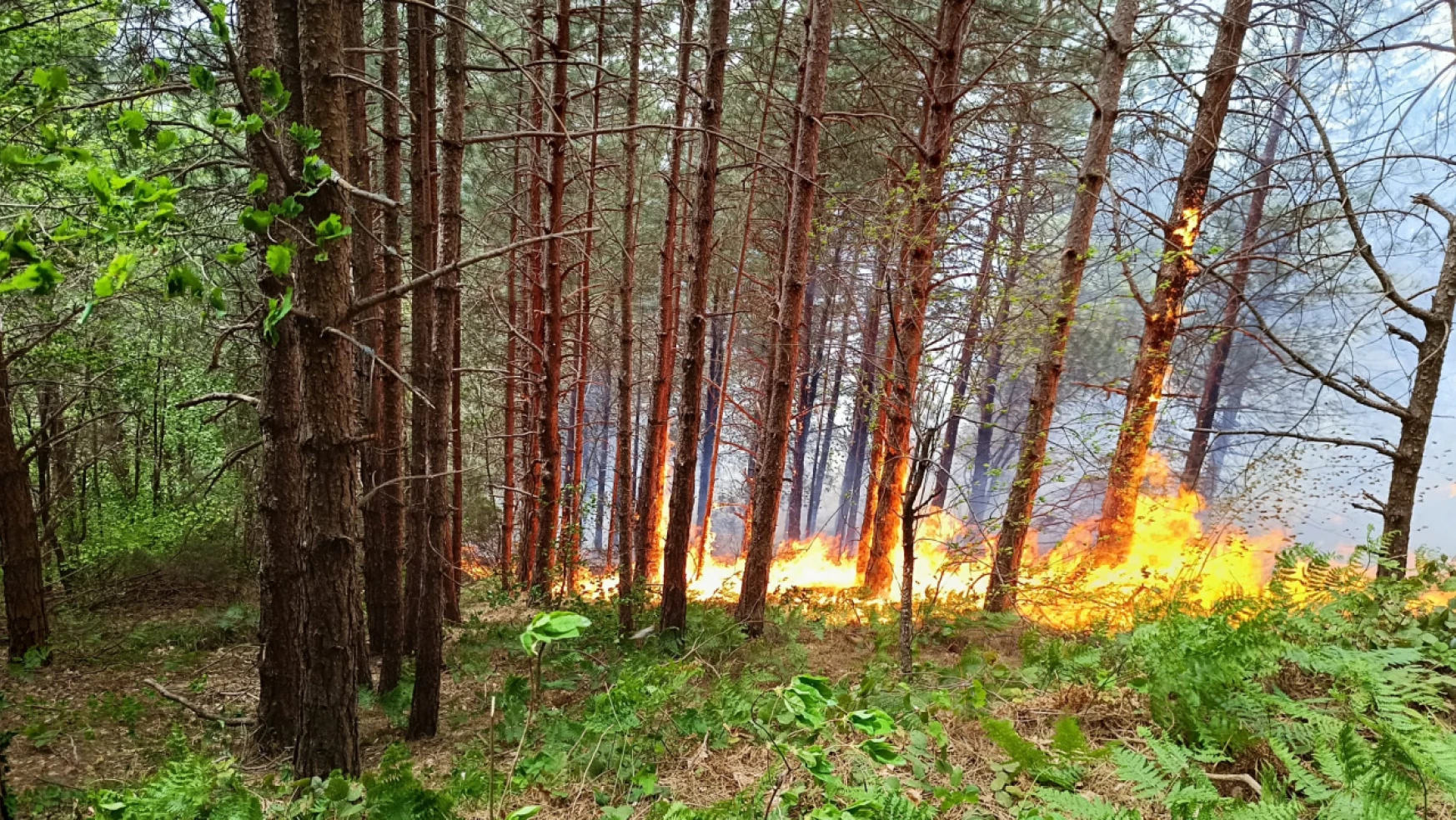 Orman Yangını Kontrol Altına Alınmaya Çalışılıyor