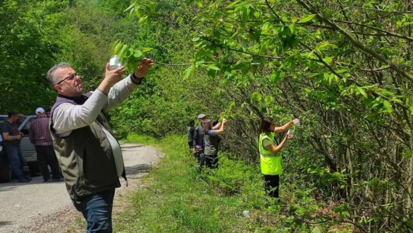 Sinop'ta gal arısıyla mücadele