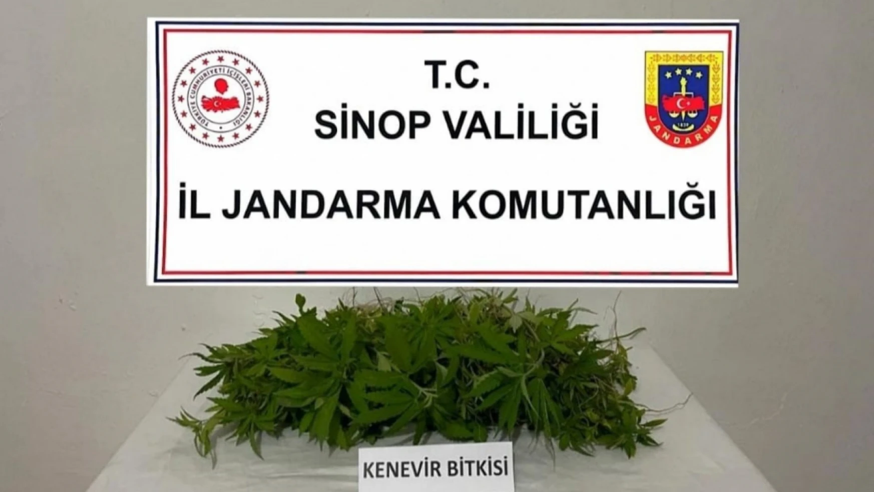 Sinop'ta yasa dışı ekilmiş kenevir ele geçirildi