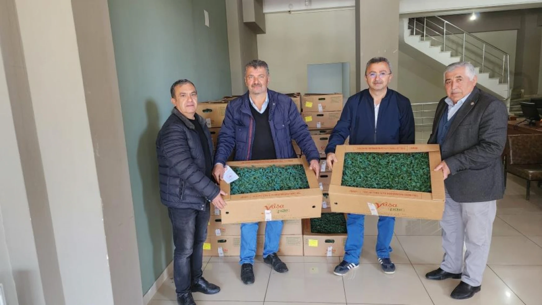 Tosya'da 35 bin domates fidesi dağıtıldı